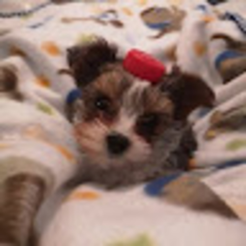 Meet your Posher, Abbey